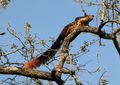 Malabar tree squirrel