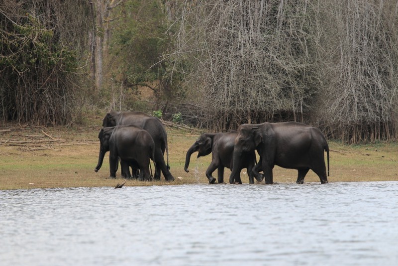 Elephants leaving the lake