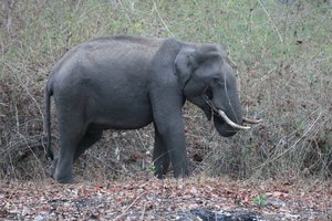 First wild elephant