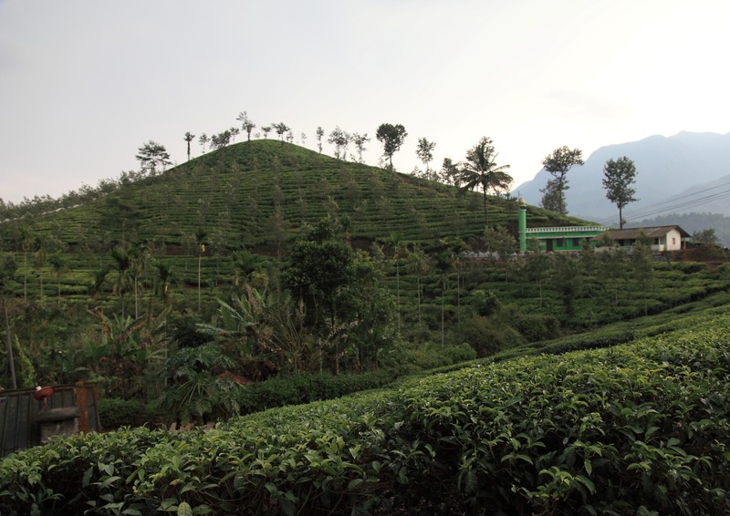 Our tea plantation, complete with mosque