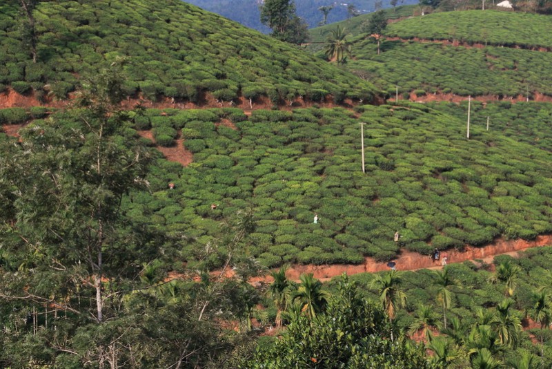 Tea bushes being pruned