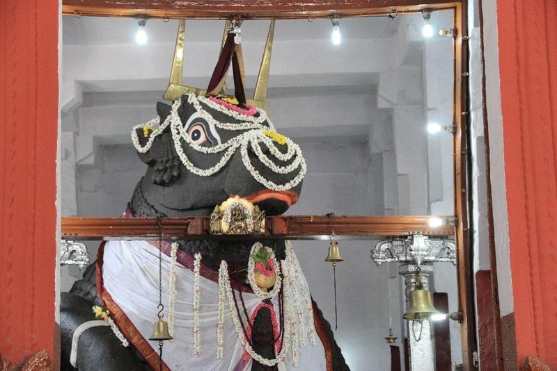 Big Nandi in his temple, bejewelled