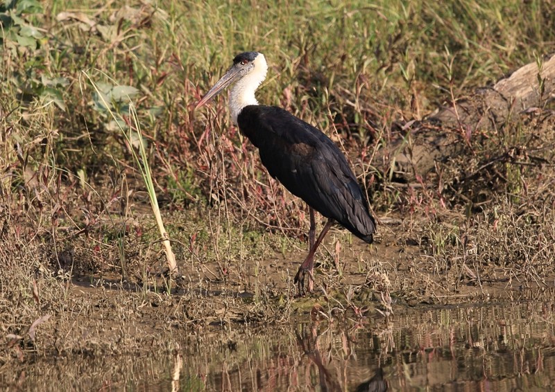 Stork