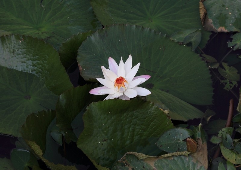 Water lily, Mandore Gardens