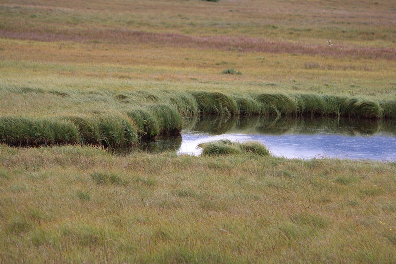7_Marsh grasses