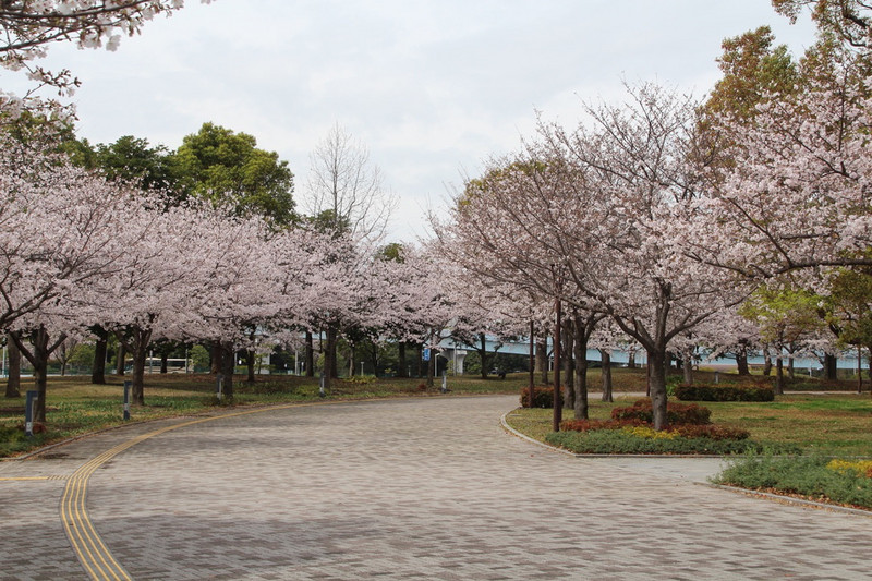 Cherry blossoms near hotel