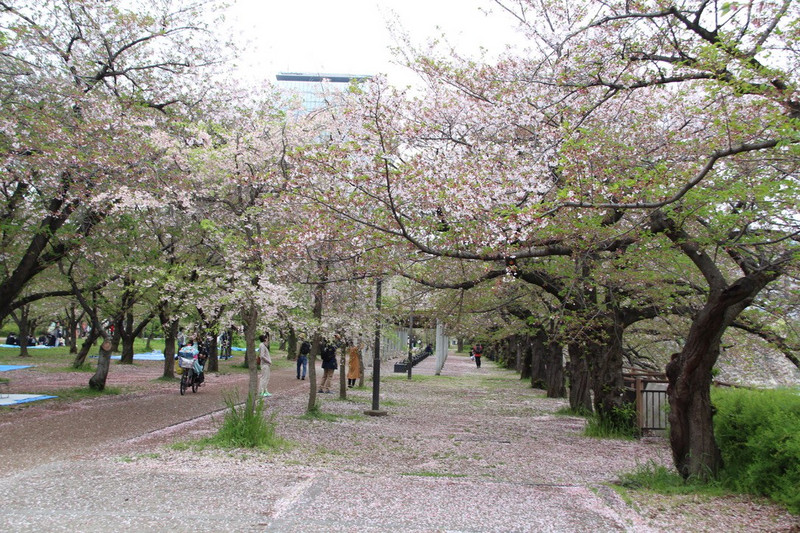 Osaka Castle - cherry blossoms.
