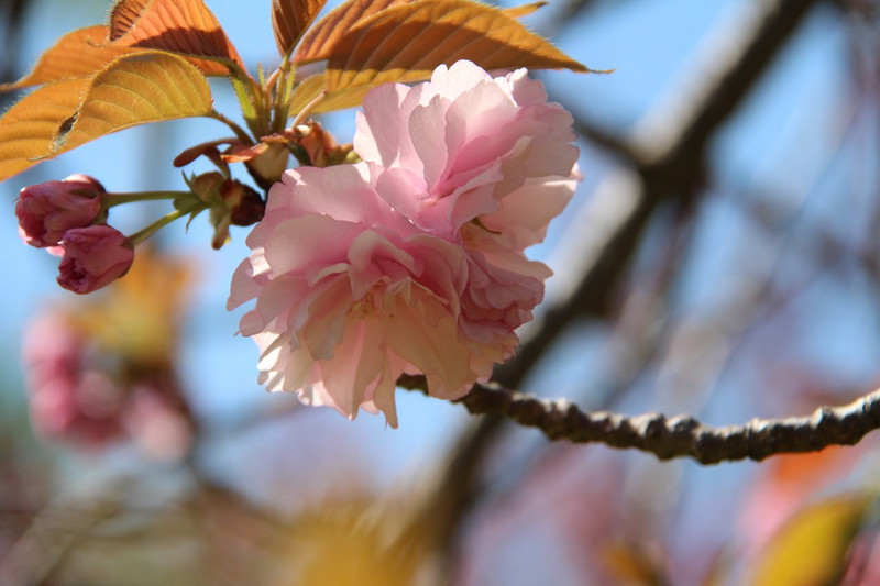 Sumpu Castle - blossoms in park.