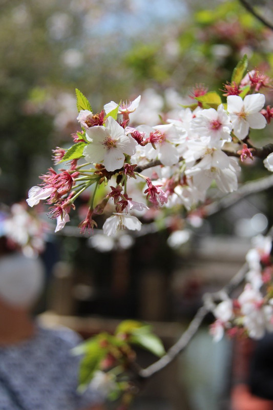 Kochi - gentle blossoms.