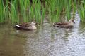 Kenrokuen Gardens - ducks enjoying the stream.