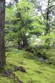 Kenrokuen Gardens - moss covered hills.