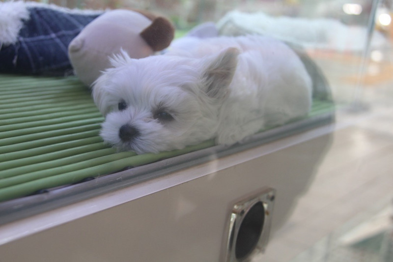 Busan - How much is that puppy in the window.