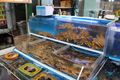Fish Market - live crabs.