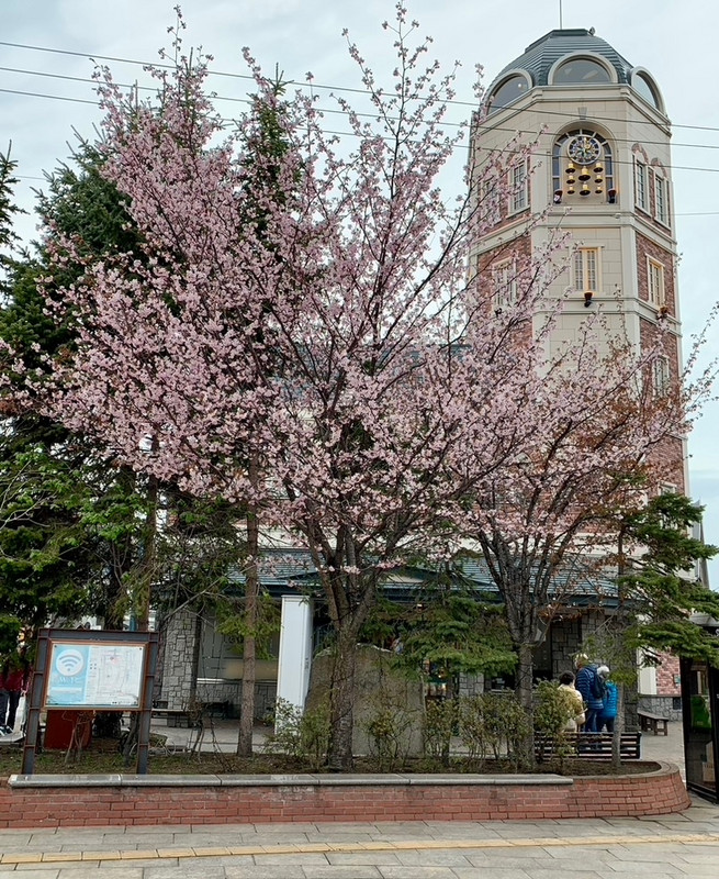 Otaru - cherry tree in front of carillon.