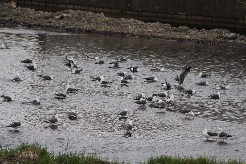 Otaru - gulls at rest.