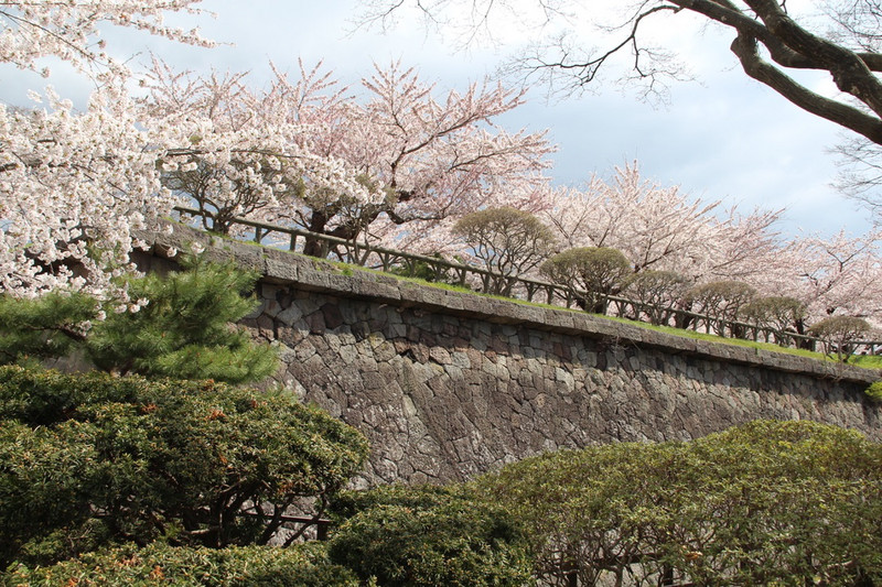 Kanazawa Castle Park - blossoms on the ramparts.