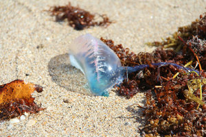 Dead Jellyfish