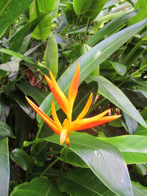 Tropical Flora