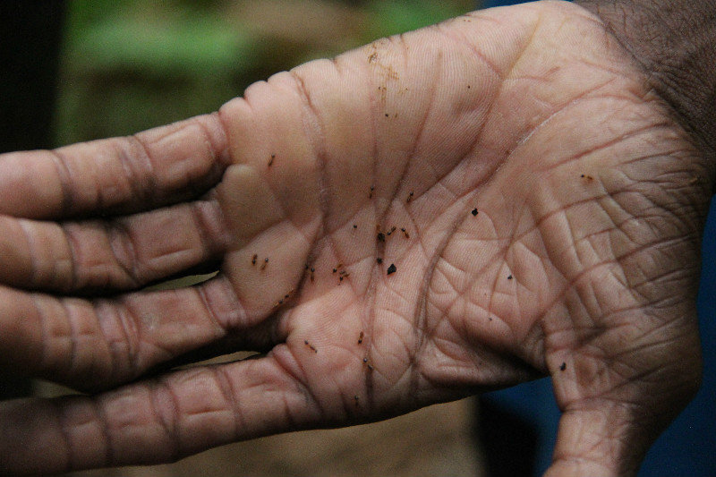 Termites on our guide's hand