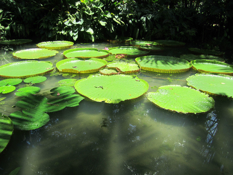 Huge lily pads