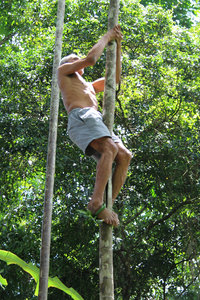 70 yr. old climbing for coconuts