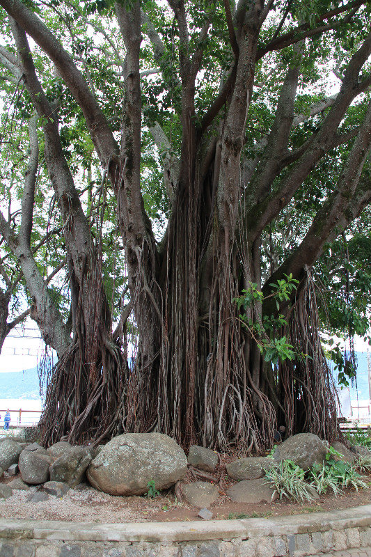 Tree of many roots
