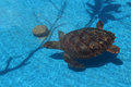 Rescued turtle in pool
