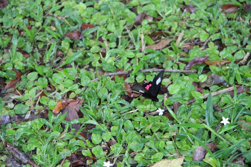 Butterfly and little flower