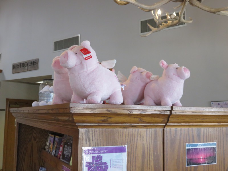 If pigs could fly they would look like this!