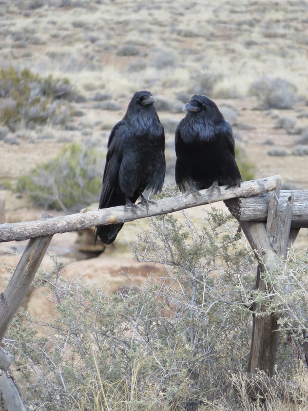 Raven companions