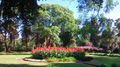 Cannas in Bulawayo city gardens