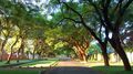 Jacaranda-lined avenue in Suburbs, Bulawayo