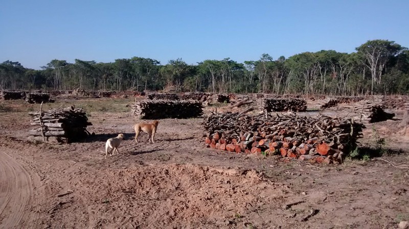 Piles of wood from felled trees