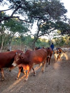 Cattle at Kapishya farm