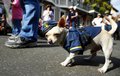 mardi-gras police uniform dog