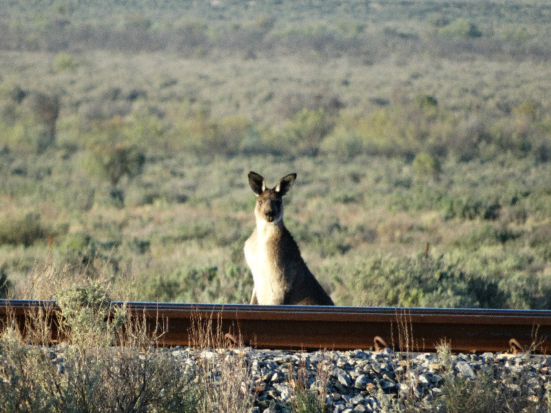 Wildlife - Kangaroo