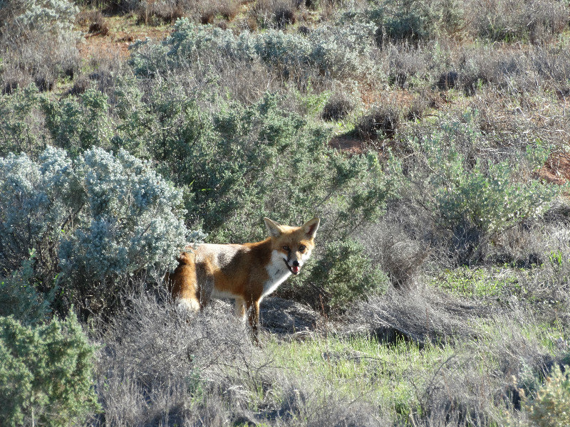 Wildlife - Red Fox