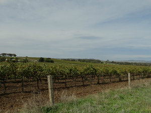 Vineyard - Barossa Wine Valley
