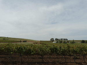 Vineyard(2) - Barossa Wine Valley