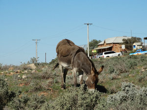 Wildlife - Donkey