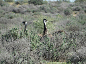 Wildlife - Emu