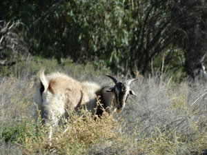 Wildlife - Goat