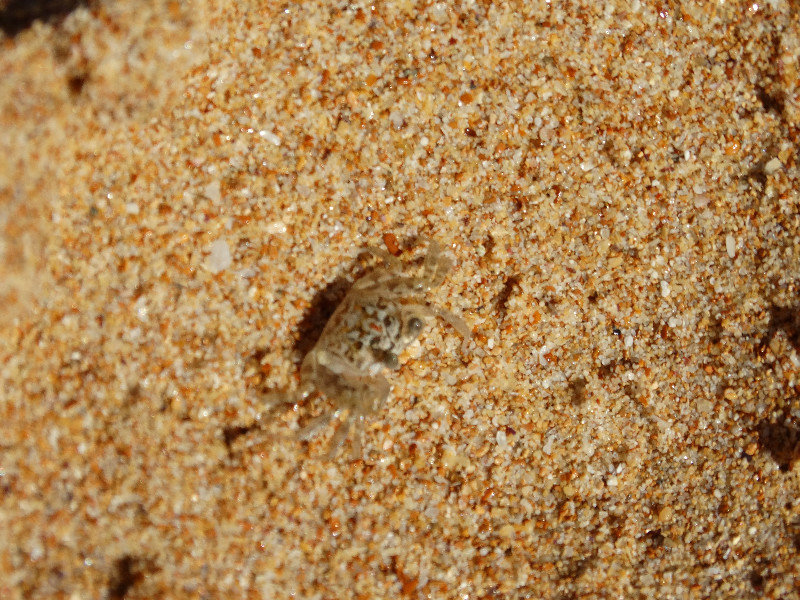 Little sand crab