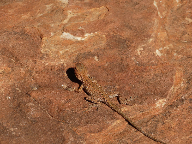 Gecko camouflage 