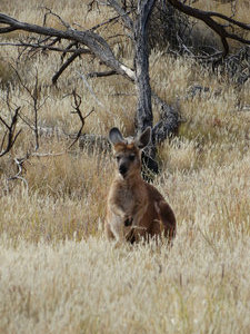 Roo' spotted
