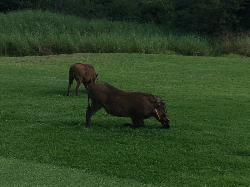 Warthog on the lost city course
