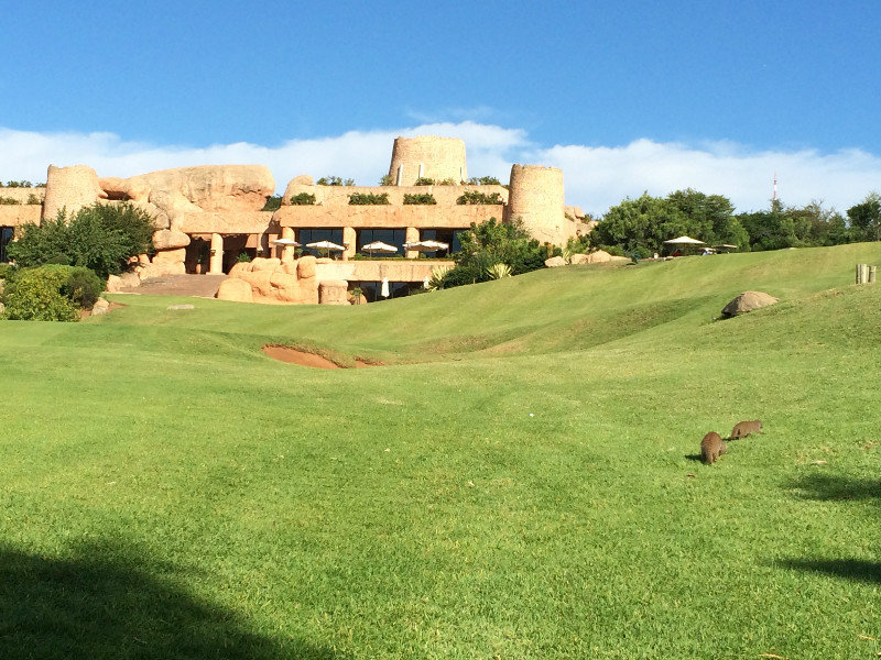 Yellow Mongoose on the 9th green at lost city