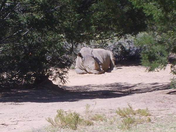 Resting rhino 