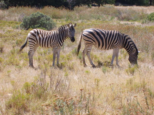 Mummy & Baby Zebra