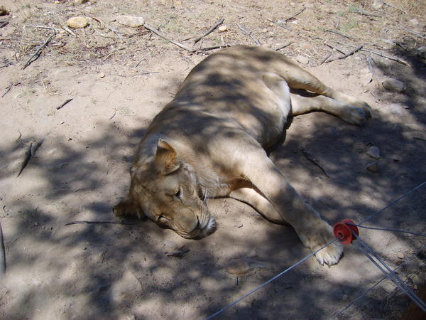 Female Lion